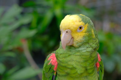 Close-up of parrot perching