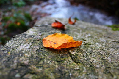 Close-up of dry maple leaf