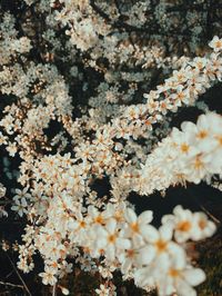 Close-up of white cherry blossom