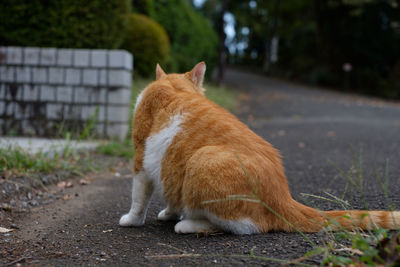 View of a cat sitting on road