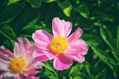 Close-up of pink cosmos blooming outdoors