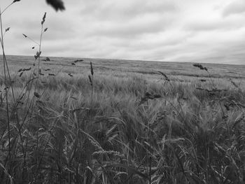 Scenic view of landscape against cloudy sky