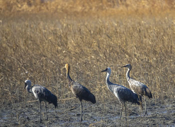 View of birds in the field