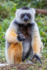 Diademed sifaka closeup, propithecus diadema, andasibe national park, madagascar