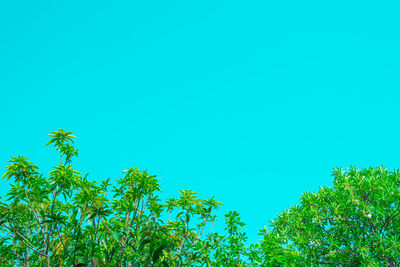 Low angle view of trees against blue sky