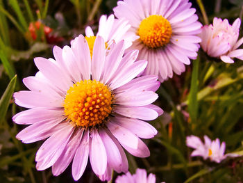 Close-up of pink flowering plants