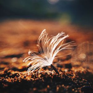 Close-up of dandelion on field