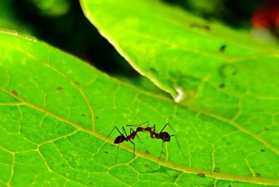 Close-up of ant on leaf