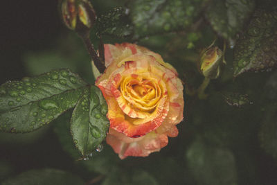 Close-up of wet roses blooming outdoors