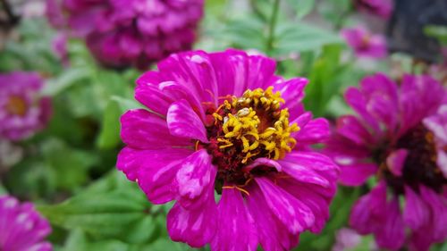 Close-up of bee pollinating on pink flower