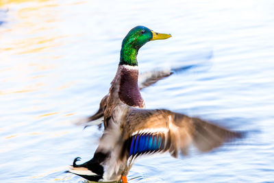 View of duck swimming in lake