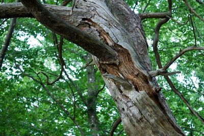 Low angle view of dead tree in forest