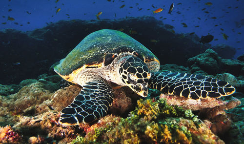 Close-up of turtle swimming in sea