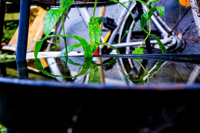 Close-up of plants