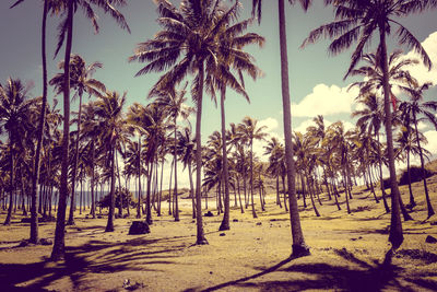 Palm trees on beach against sky