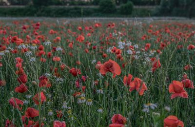 Close-up of poppy flowers in field