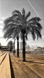 Palm trees by railroad track against sky