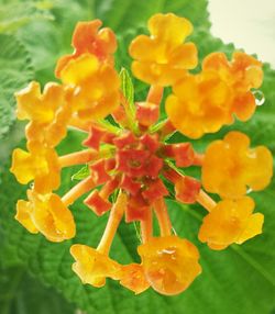Close-up of yellow flower