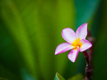 Close-up of pink flower