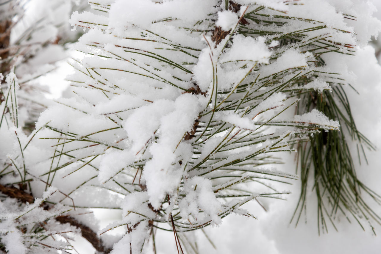 CLOSE-UP OF SNOW COVERED PINE TREE BRANCH DURING WINTER