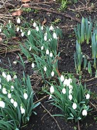 Close-up of plants growing on field