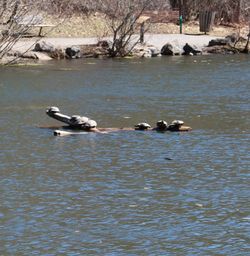 Birds in calm lake