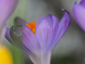 Close-up of purple iris