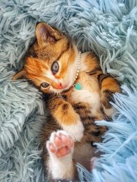 High angle portrait of cat lying on bed