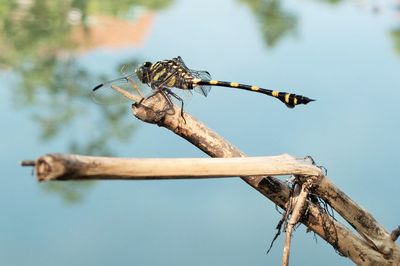 Close-up of dragonfly on twig