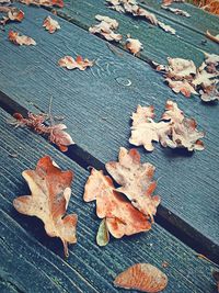 Close-up of maple leaves