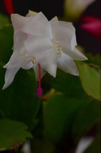 Close-up of pink flower