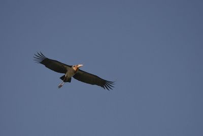 Low angle view of eagle flying against clear sky