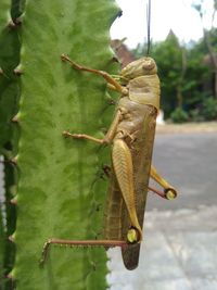 Close-up of insect on leaf