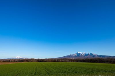 Scenic view of field against clear blue sky