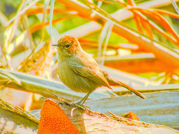 Close-up of bird perching on branch