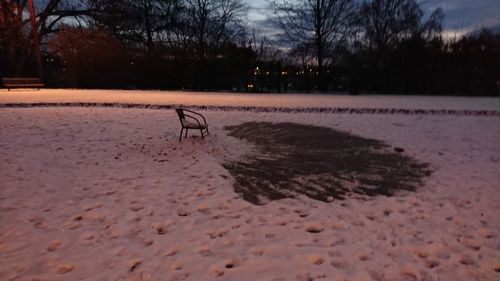 Bird on sand against trees