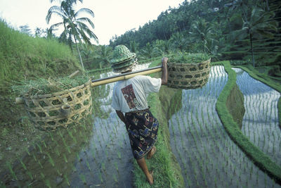 Rear view of woman walking on field