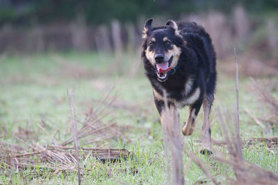 Dog running on field
