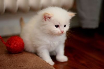 Close-up of cat lying on floor