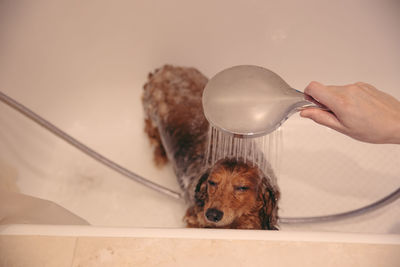 Cropped hand of woman bathing dog in bathtub