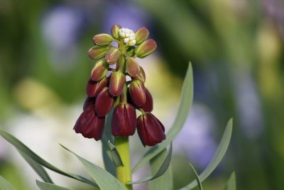 Close-up of red flowering plant