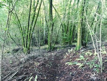 View of trees in forest