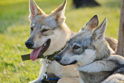Huskies at the nofa wild life resort.