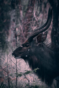 Deer in a forest