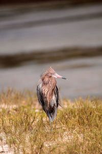 High angle view of gray heron perching on a field