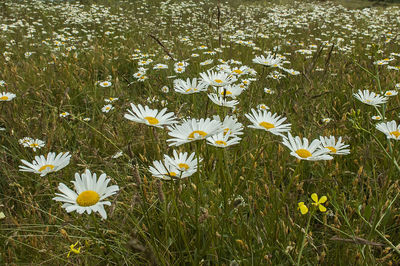 Close-up of white daisy flowers on field