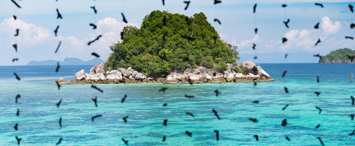 Close-up of birds on sea shore against blue sky