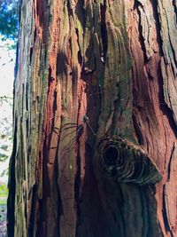 Close-up of tree trunk