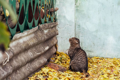 Tricolor cat sits and looks at the fence, is about to jump