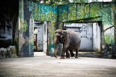 View of elephant in park